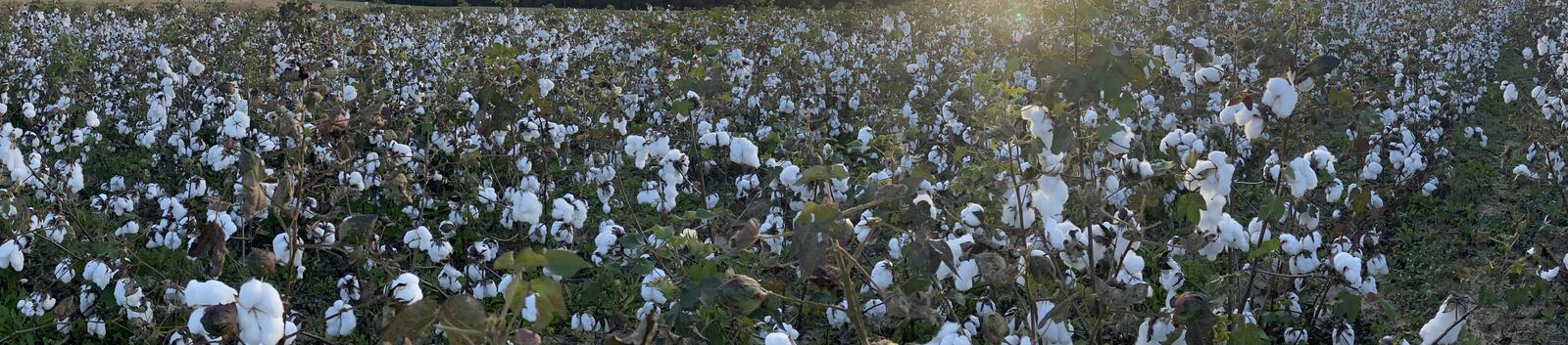 A cotton crop at defoliation, photographed from within the rows at the end of the day.